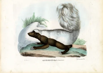 スカンク、1863-79